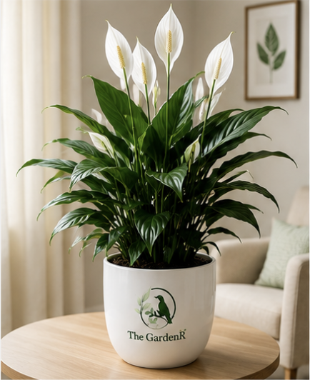 Peace Lily/Spathiphyllum Macrophyllum - Indoor Air-Purifying